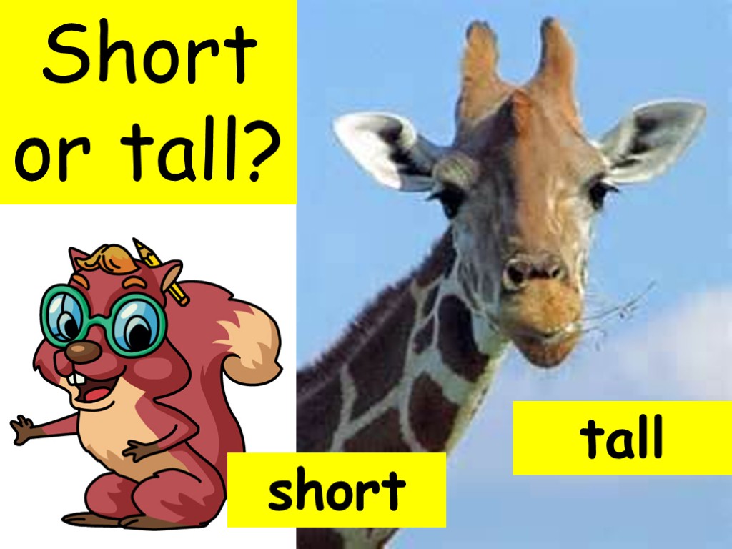 Short or tall? tall short